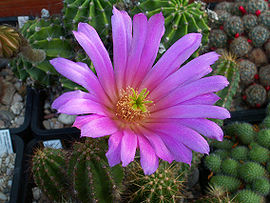 Echinocereus viereckii PICT2181.JPG