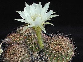 Echinopsis ancistrophora1MW.jpg