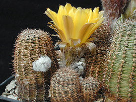 Echinopsis densispina1MW.jpg