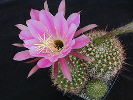 Echinopsis hystrichoides1MW.jpg