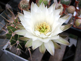 Echinopsis klingeriana1PCJO.jpg