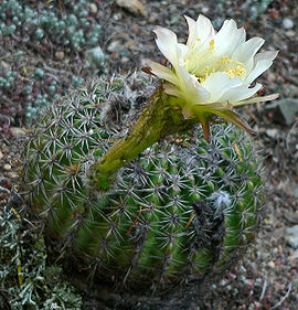 Echinopsis mamillosa 2.jpg