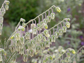 Emmenanthe penduliflora inflorescences 2004-05-17.jpg