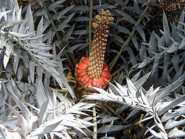 Encephalartos horridus 03.jpg