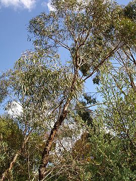 Eucalyptus polybractea.jpg