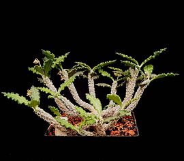 Euphorbia ambovombensis1 ies.jpg