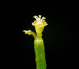 Euphorbia arceuthobioides ies.jpg