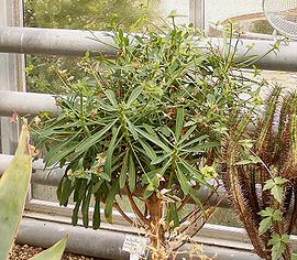 Euphorbia bubalina1.jpg