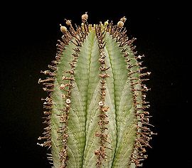 Euphorbia horrida4 ies.jpg