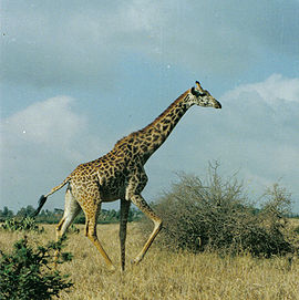 Una jirafa del parque