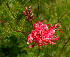 Grevillea thelemanniana ssp filoloba 1.jpg