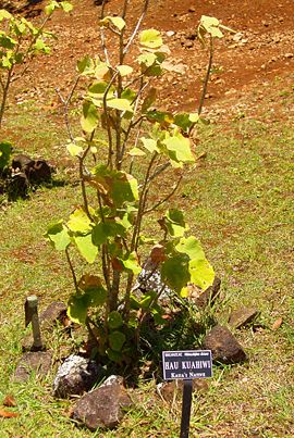 Hibiscadelphus distans (Limahuli Garden and Preserve).JPG