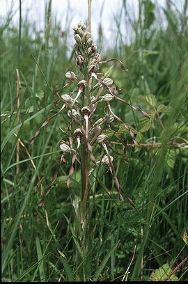 Himantoglossum hircinum.jpg