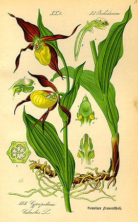 Illustration Cypripedium calceolus0.jpg