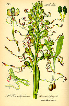Illustration Himanthoglossum hircinum0.jpg