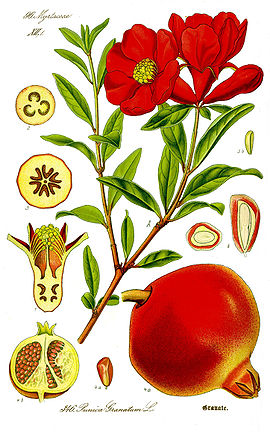 Illustration Punica granatum1.jpg