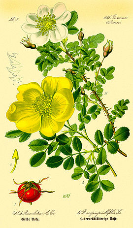 Illustration Rosa pimpinellifolia1.jpg