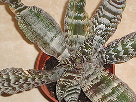 JWGII Cryptanthus zonatus 02.JPG