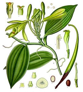 Koeh-278-Vanilla planifolia Jacks.jpg