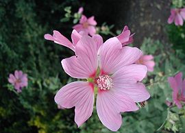 Lavatera-thuringensis-flower.JPG