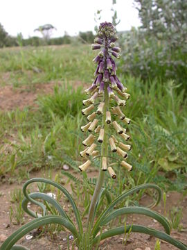 Leopoldia longipes 2.JPG