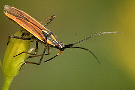 Leptopterna.ferrugata.male.jpg