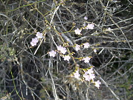 Limonium vulgare (flor).jpg
