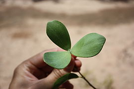 Loeseneriella africana MS 2430.jpg