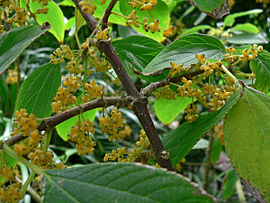 Lozanella enantiophylla 2.jpg