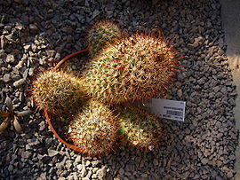 Mammillaria armillata (2).jpg