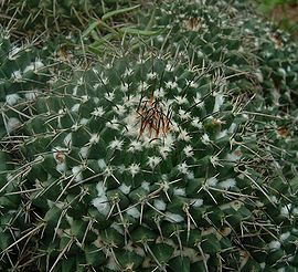 Mammillaria crocidata01.jpg