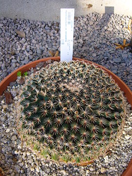 Mammillaria heyderi var. hemisphaerica.jpg