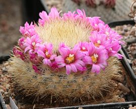 Mammillaria laui ssp subducta.jpg