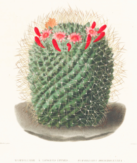 Mammillaria obconella Lem.png