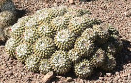 Mammillaria polythele ssp durispina - Desert Botanical Garden.jpg