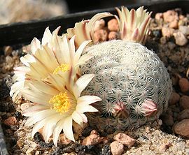 Mammillaria solisioides.jpg