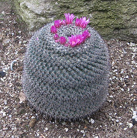 Mammillaria supertexta - JBM.jpg