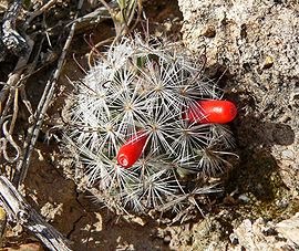 Mammillaria tetrancistra 1.jpg