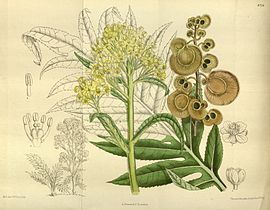 Megacarpaea polyandra 143-8734.jpg