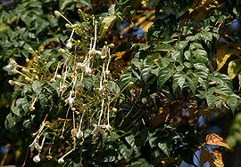 Millingtonia hortensis (Akash Neem) in Hyderabad, AP W IMG 1483.jpg