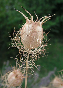 Nigella arvensis fruit.jpg