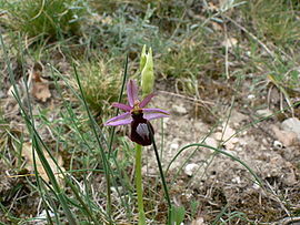 Ophrys Catalaunica.jpg
