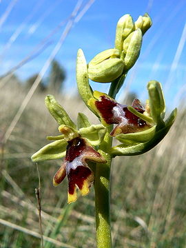 Ophrys aymoninii 001.jpg