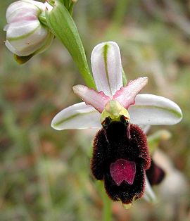 Ophrys bertolonii Mallorca 04.jpg