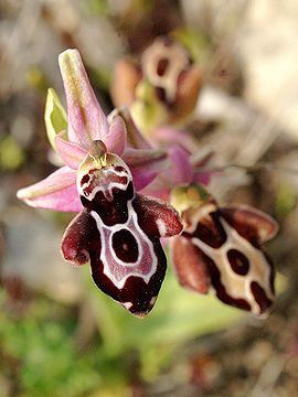 Ophrys cretica Rhodos 05.jpg