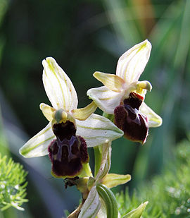 Ophrys exaltata zingaro 112.jpg