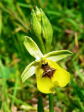Ophrys lacaitae. Ficuzza - Contrada Rocca d'Elice. 4 Maggio 2007 (20).jpg