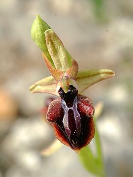 Ophrys mammosa Rhodos 03.jpg