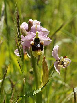 Ophrys neglecta (flowers).jpg