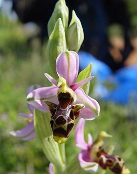 Ophrys scolopax ssp scolopax b.JPG